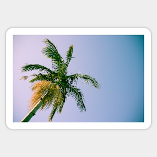 Palm frond detail against sky Sticker